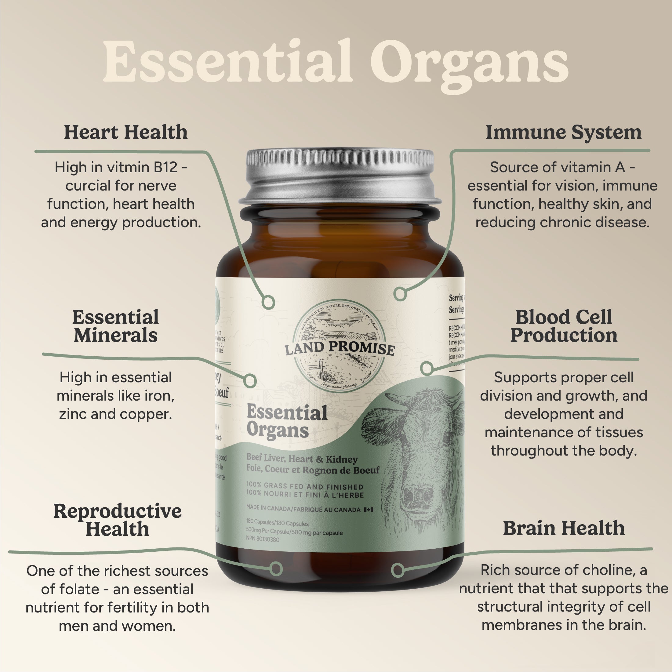 Essential Organs